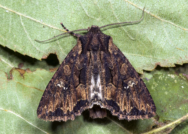 Noctuidae di ottobre